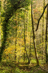 Leaves in autumn colours