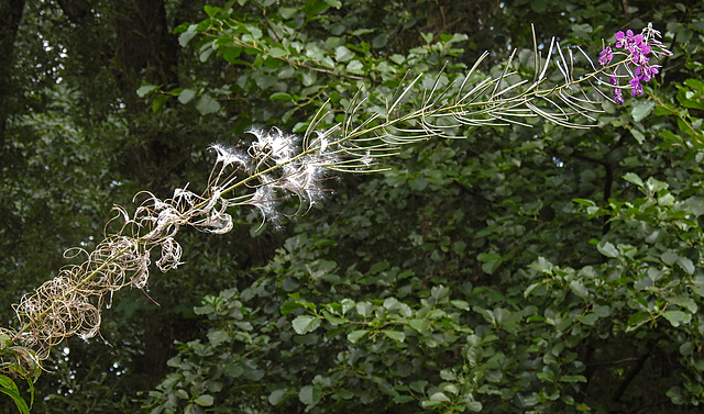 20210831 2638CPw [D~LIP] Schmalblättriges Weidenröschen (Epilobium angustifolium), UWZ, Bad Salzuflen