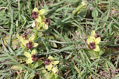 Bumblebee Orchid (Ophrys bombyliflora), Crete