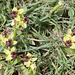 Bumblebee Orchid (Ophrys bombyliflora), Crete