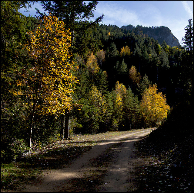 Tardor a la Vall de Pi