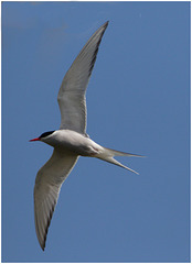 EF7A4431 Arctic Tern