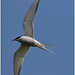 EF7A4431 Arctic Tern
