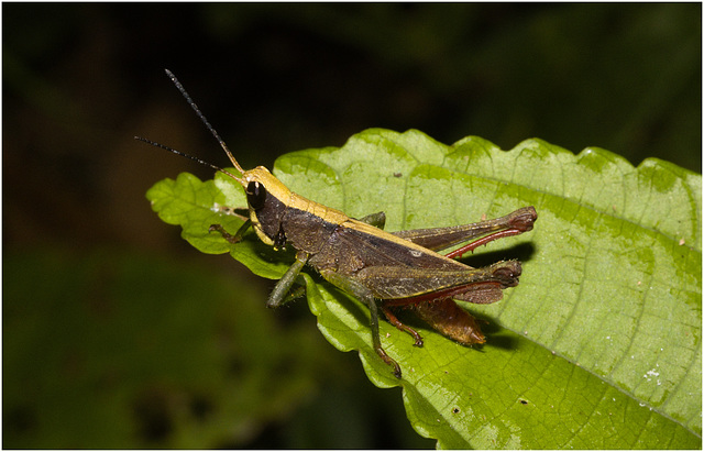 IMG 7370 Grasshopper