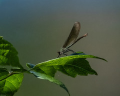 Demoiselle