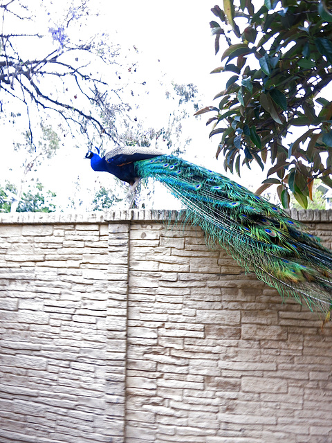 L.A. County Arboretum (0757)