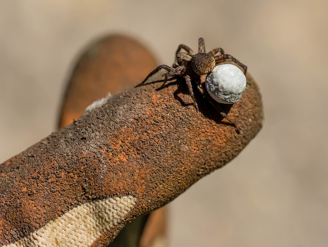 The Next Generation of Spiders