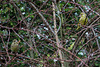 20150115 6357VRAw [D~RI] Grünfink [w+m] (Carduelis chloris), Rinteln