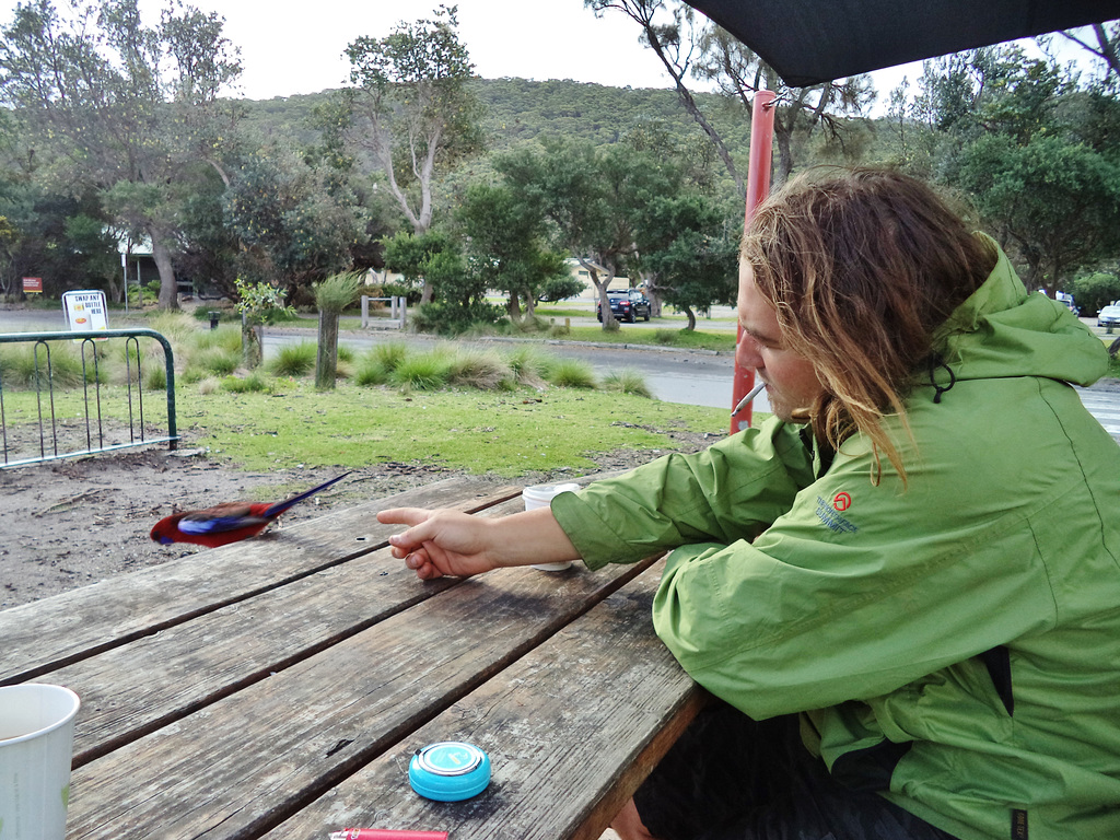 Matt and the rosella