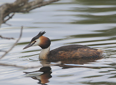 EF7A8386greatcressedgrebes