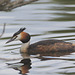 EF7A8386greatcressedgrebes