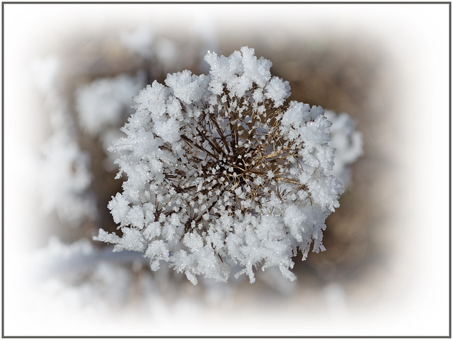 Frostblume