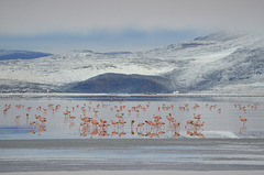 Bolivian Altiplano, Laguna Colorada with Thousands of Flamingos