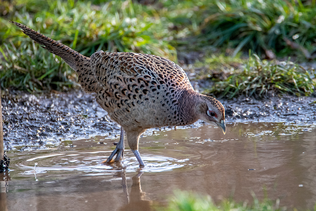 Hen pheasant