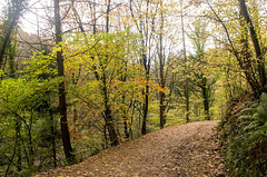 Park pathway