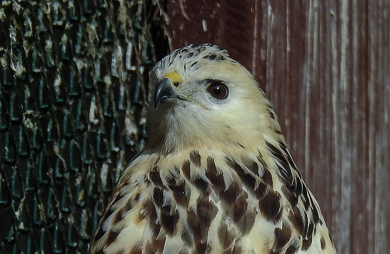 20190911 6314CPw [D~OH] Mäusebussard (Buteo buteo), Timmendorfer Strand