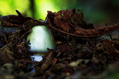 20.09.13 Knollenblätterpilz 2