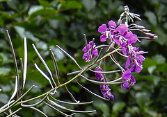 20210831 2639CPw [D~LIP] Schmalblättriges Weidenröschen (Epilobium angustifolium), UWZ, Bad Salzuflen