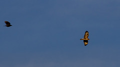 Buzzard sent home by Crows