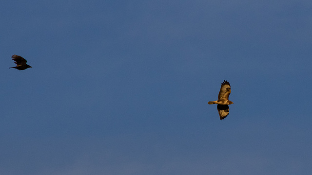 Buzzard sent home by Crows