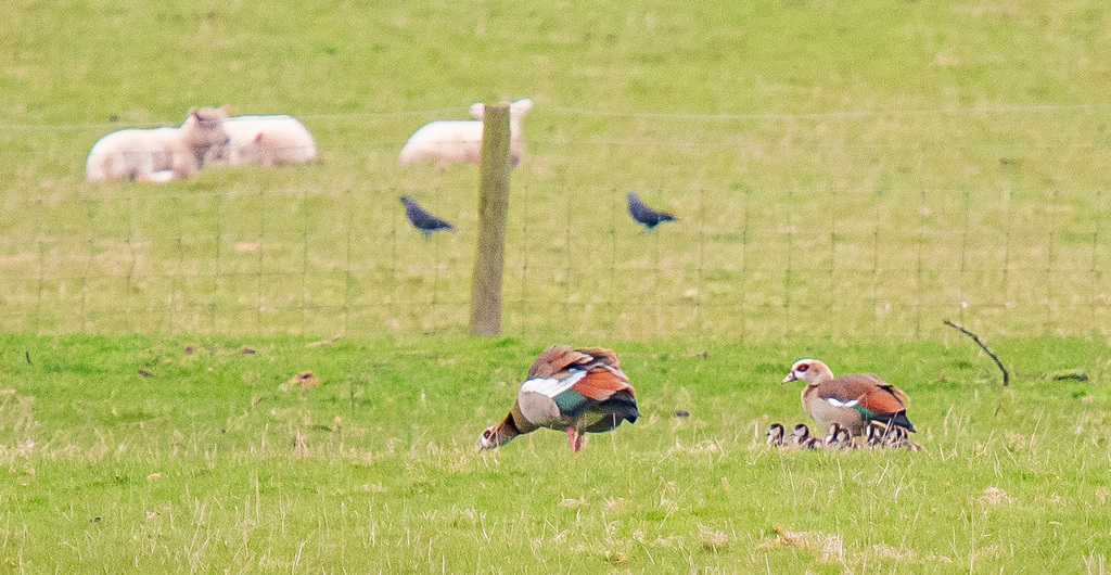 Egyptian geese with their goslings