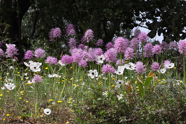A beautiful patch of Naked Man Orchids (Orchis italica) with Wild Anemones, Crete