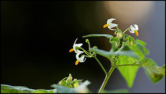 Solanum nigrum - Morelle noire (3)