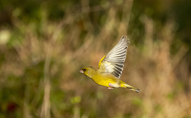 Greenfinch