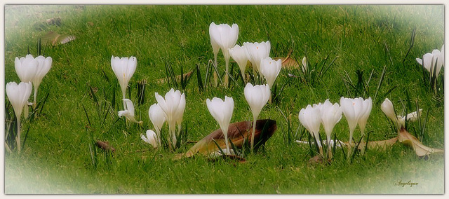 Crocus blanc ............Belle semaine à tous ❤️