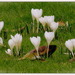Crocus blanc ............Belle semaine à tous ❤️