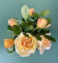 rose di maggio