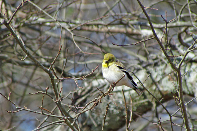 Goldfinch