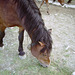 Pferd