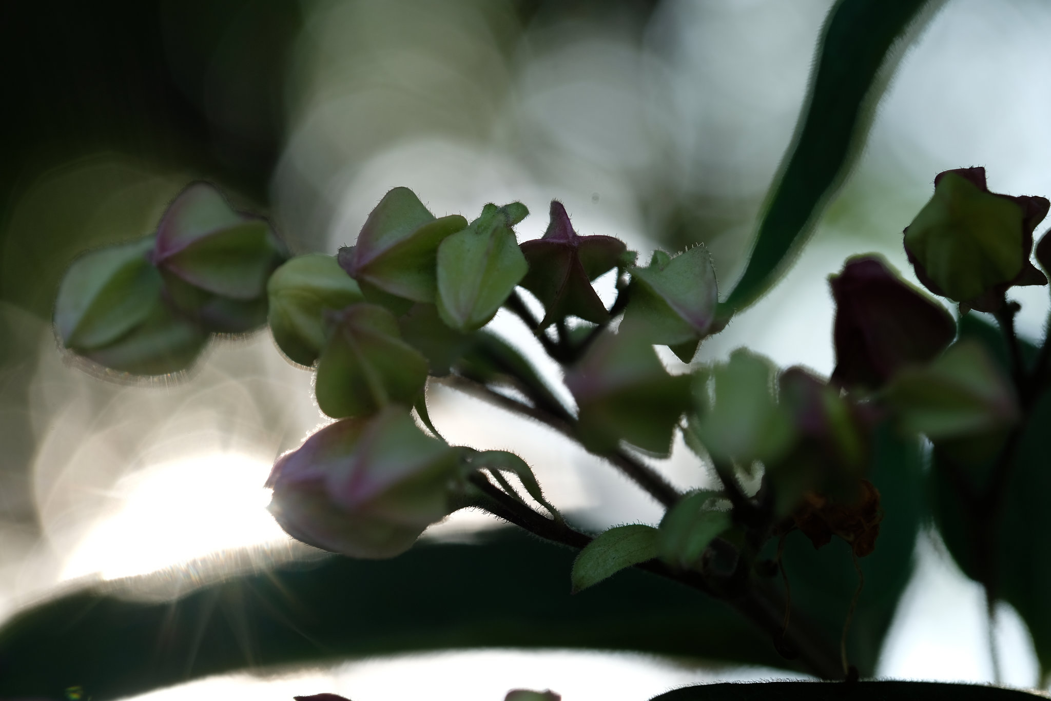 DSCF7546
