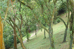 Mount Faber Park