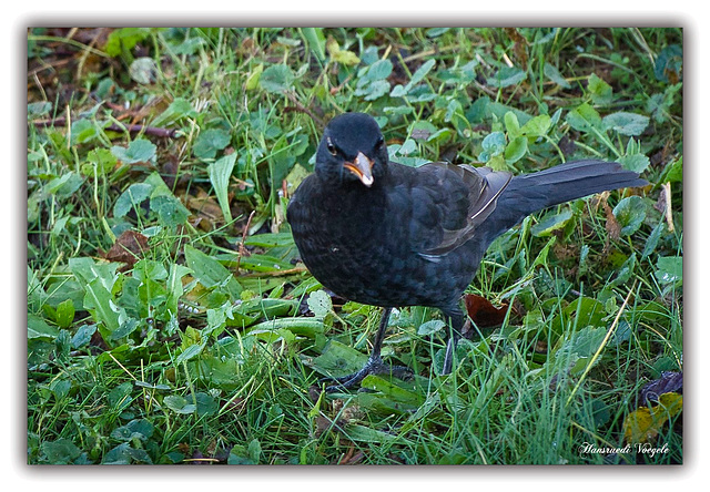 Amsel