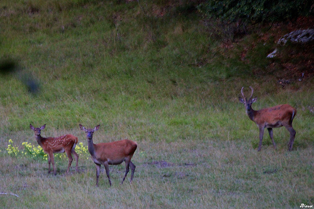 Daguet, biche et faon