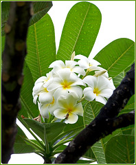 Seychelles : il fiore del fragipani