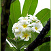 Seychelles : il fiore del fragipani