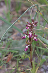 Fan-lipped Orchid (Orchis collina), Crete