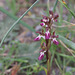 Fan-lipped Orchid (Orchis collina), Crete
