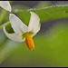 Solanum nigrum - Morelle noire