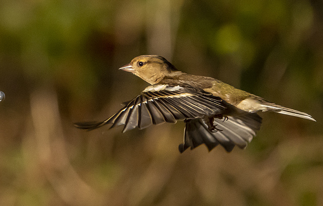 Chaffinch