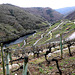 Ribeira Sacra