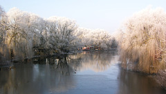 Wilhelmsburger Dove Elbe