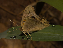 IMG 2970 Butterfly-1