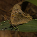 IMG 2970 Butterfly-1