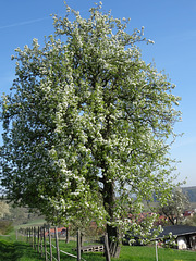 Ein Birnbaum....