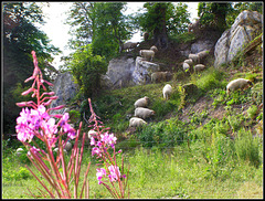 Mountain  sheep
