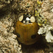 5T2A5332 two spot ladybird